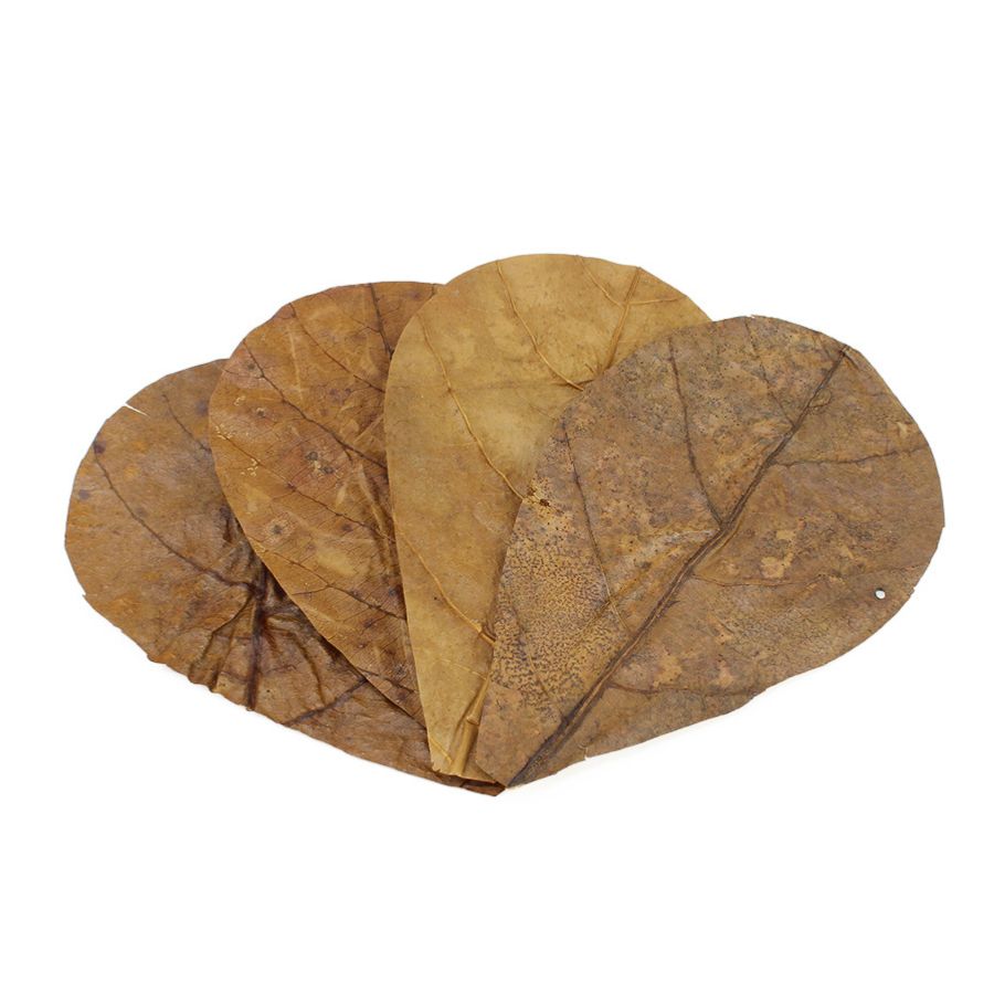 Seachem Catappa Leaves Sm 12uds.