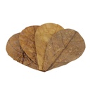 Seachem Catappa Leaves Sm 12uds.