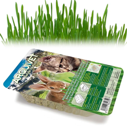 Arquivet Hierba para gatos en bandeja 100 gr